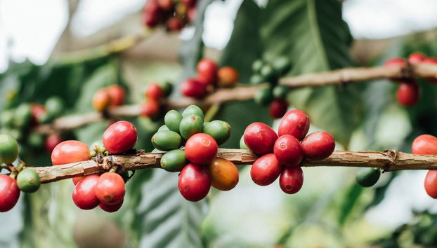 Marangu Day Trip - Photo 3