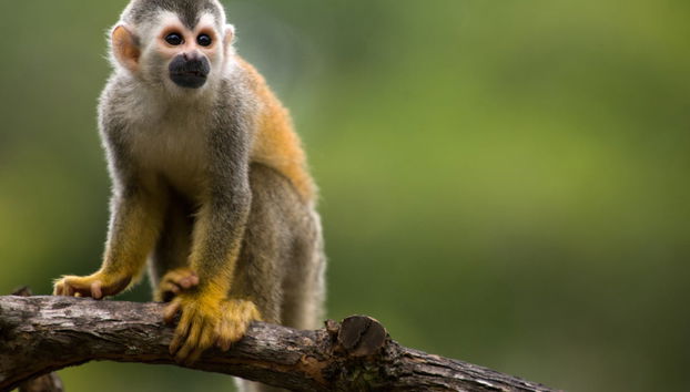Tour por el Parque Nacional Manuel Antonio con entradas - Foto 4