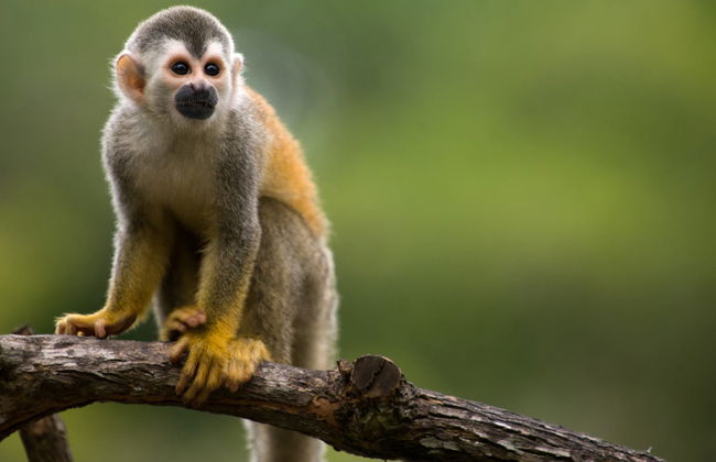 Manuel Antonio National Park Tour with Tickets - Photo 4