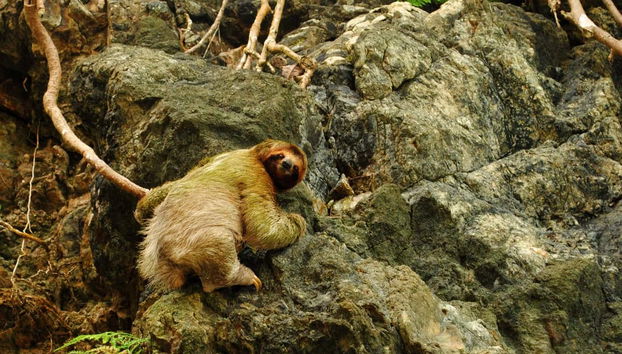 Tour por el Parque Nacional Manuel Antonio con entradas - Foto 2
