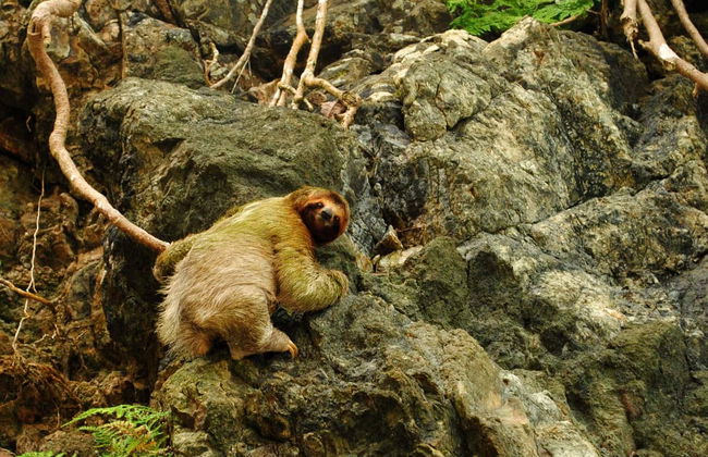 Manuel Antonio National Park Tour with Tickets - Photo 2