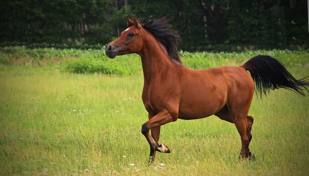 San José Manialtepec Horse Riding - Photo 3