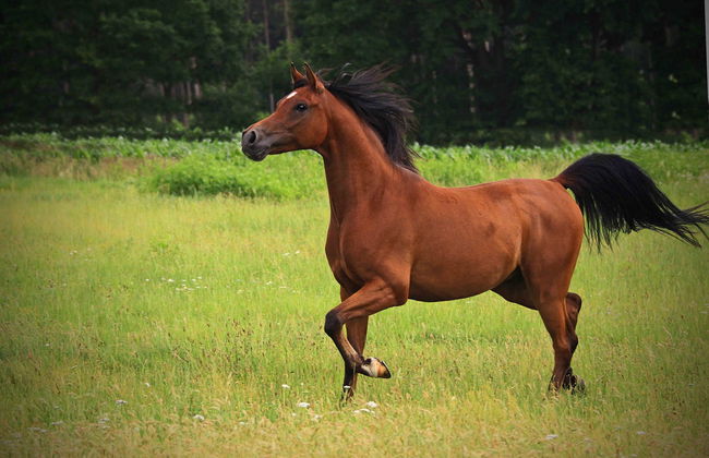San José Manialtepec Horse Riding - Photo 3