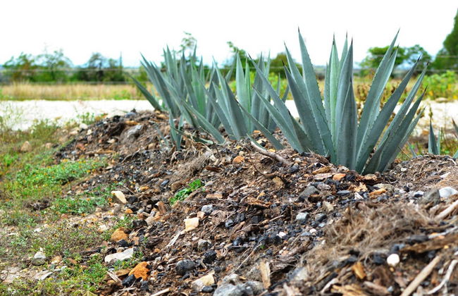 Excursión a Tule y Teotitlán del Valle + Fábrica de mezcal - Foto 7