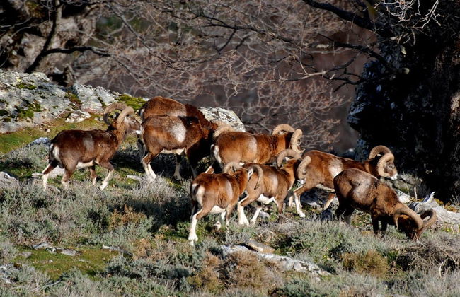 Jeep Safari dans le Parc National du Gennargentu - Photo 1