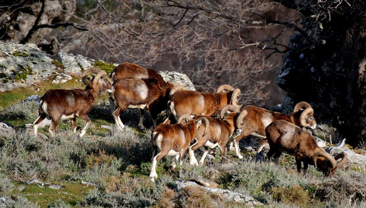 Jeep Safari dans le Parc National du Gennargentu - Photo 1