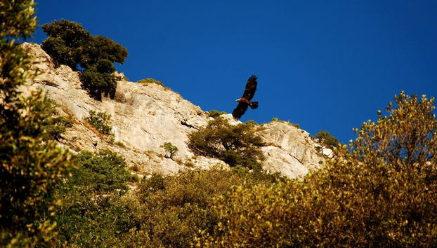 Jeep Safari dans le Parc National du Gennargentu - Photo 2