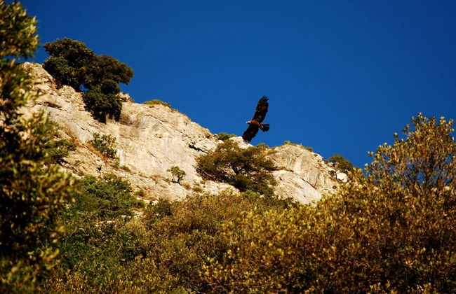 Jeep Safari dans le Parc National du Gennargentu - Photo 2