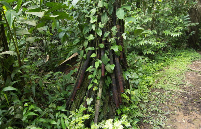 Tour por Tarapoto - Foto 6