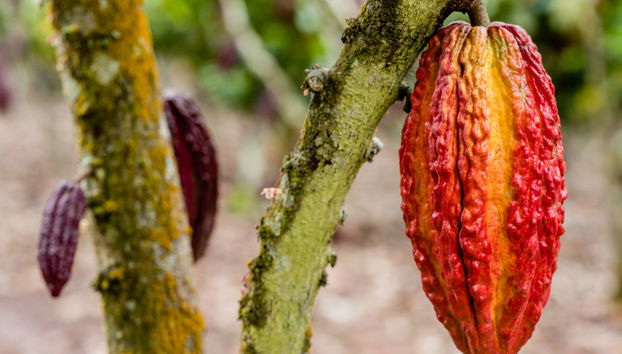 Tour por Tarapoto - Foto 4