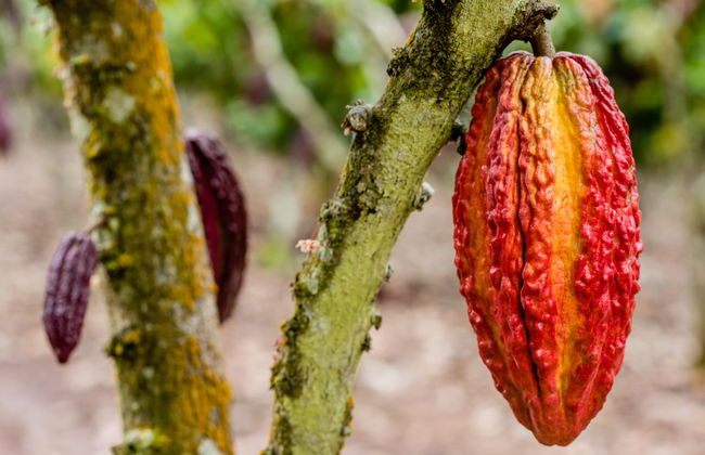 Tour por Tarapoto - Foto 4