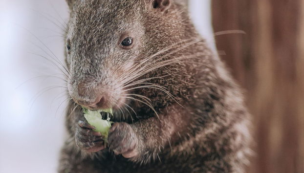 Tour por Tarapoto - Foto 2