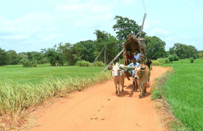 Tour privado por Sigiriya y Hiriwadunna - Foto 3