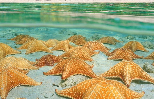 Starfish Beach & Bird Island Day Trip - Foto 8