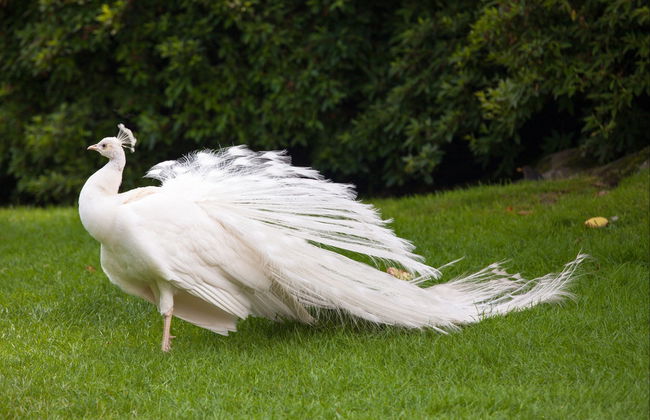 Barco turístico a las islas Madre y Bella - Foto 5
