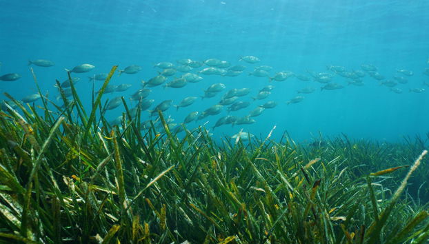 La Ametlla de Mar Coves Paddle Surfing - Foto 4