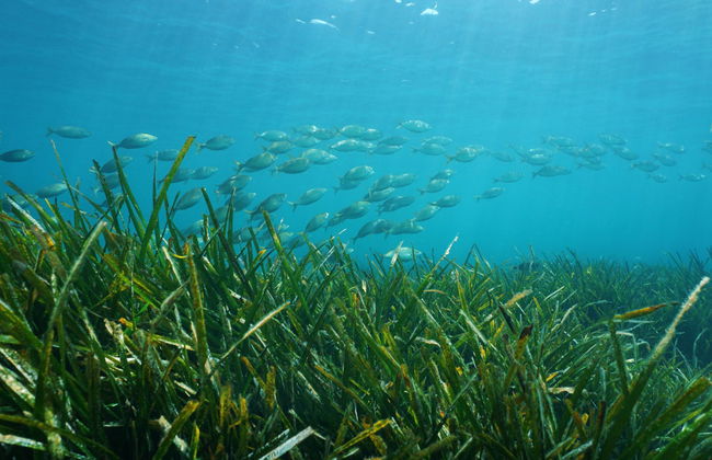 Paddle surf por las calas de La Ametlla de Mar - Foto 4