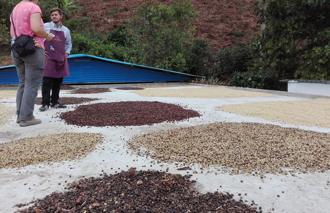 Tour del café por la finca Casa Vieja - Foto 3