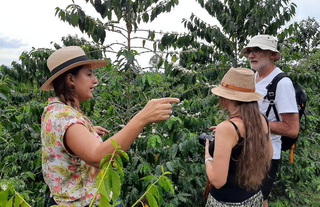 Tour del café por la finca Casa Vieja - Foto 5