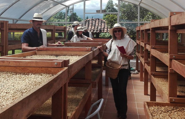 Tour del café por la finca Casa Vieja - Foto 2