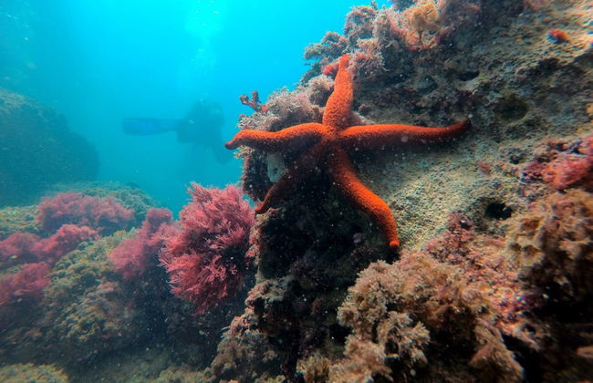 Bautismo de buceo en Calpe - Foto 5