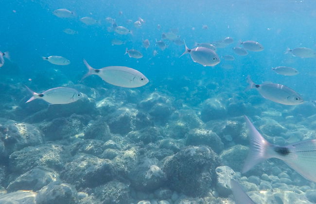 Bautismo de buceo en Calpe - Foto 7