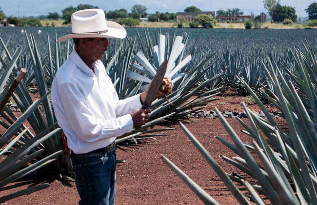 Excursión a Tequila - Foto 2