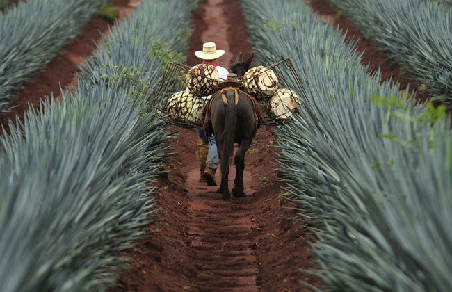 Excursión a Tequila - Foto 7