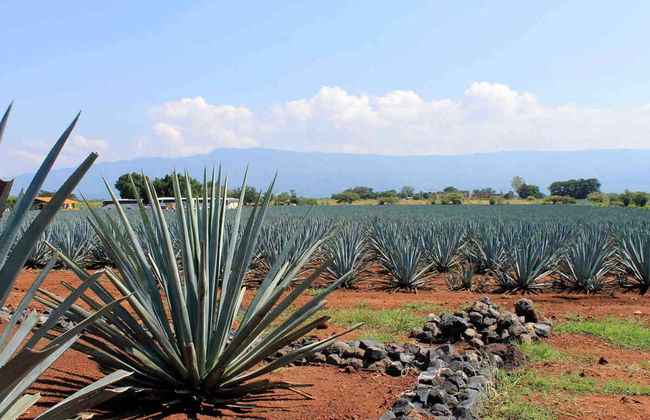 Excursión a Tequila - Foto 3