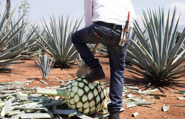 Excursión a Tequila - Foto 4