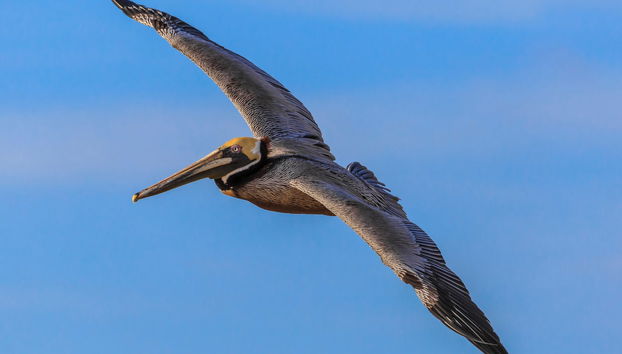 Rincón de Guayabitos Excursion + Coral & Cangrejo Islands - Foto 4
