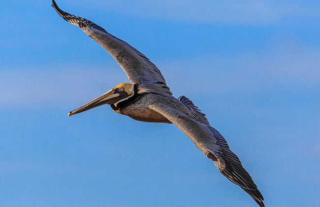 Rincón de Guayabitos + Islas del Coral y del Cangrejo - Foto 4