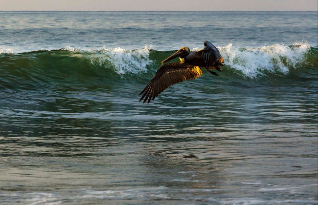 Rincón de Guayabitos + Islas del Coral y del Cangrejo - Foto 7