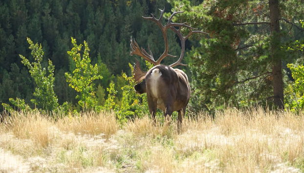 Wild Yukon & Hot Springs Tour - Foto 3