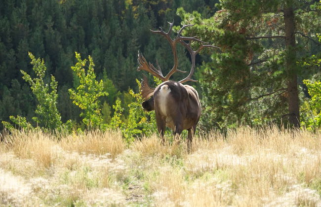 Wild Yukon & Hot Springs Tour - Photo 3