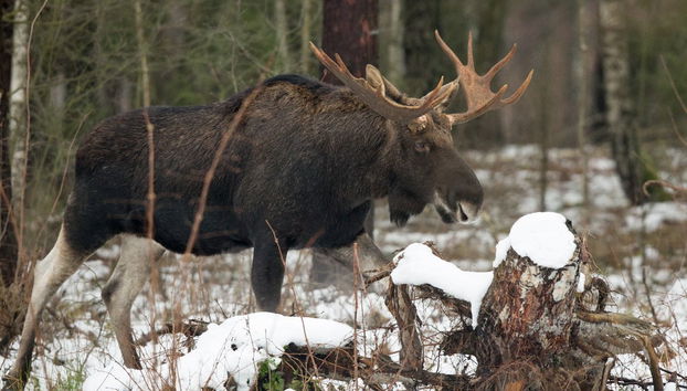 Wild Yukon & Hot Springs Tour - Foto 2