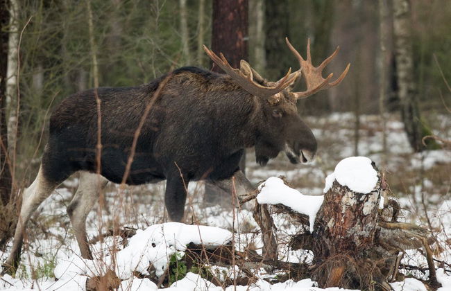 Wild Yukon & Hot Springs Tour - Photo 2