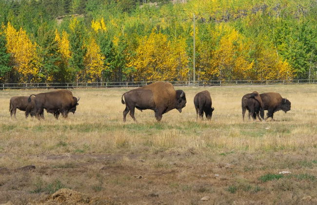 Wild Yukon & Hot Springs Tour - Photo 1