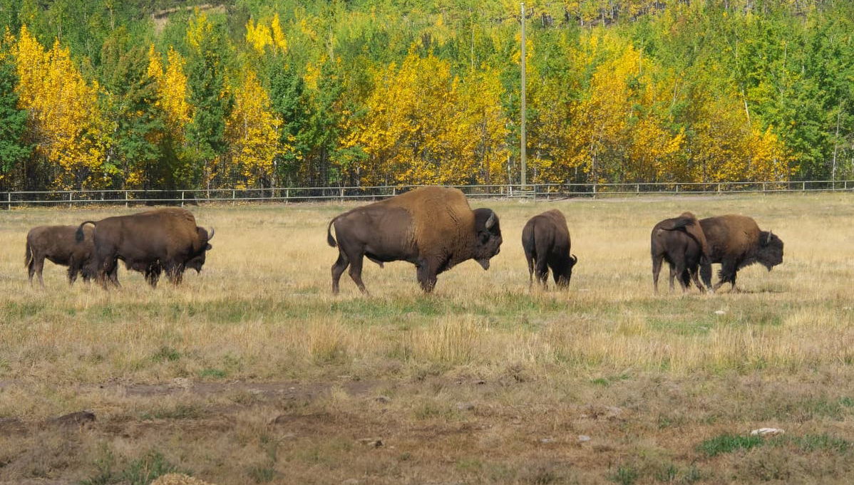 Wild Yukon & Hot Springs Tour - Foto 1