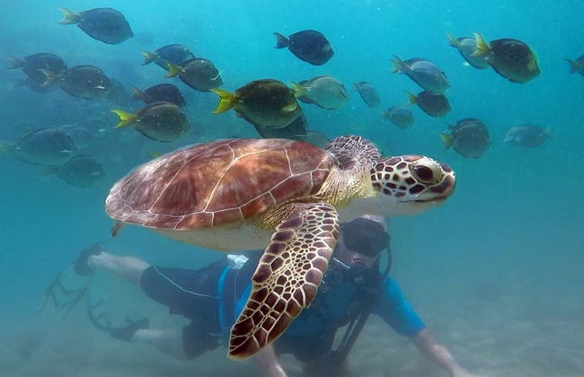 Snorkeling or Diving in Honolulu - Photo 3