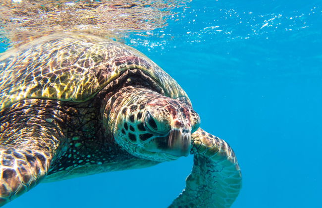 Snorkeling ou plongée à Honolulu - Photo 1