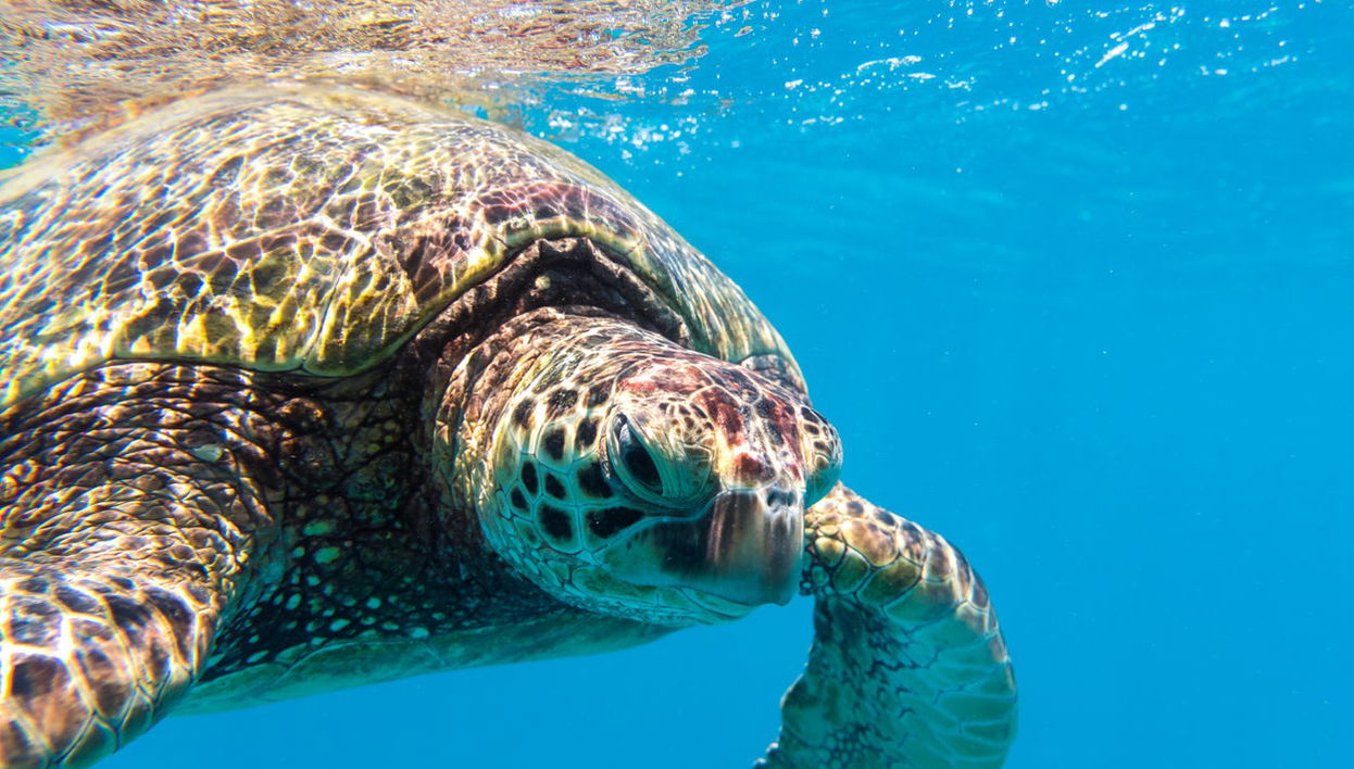 Snorkeling ou plongée à Honolulu - Photo 1