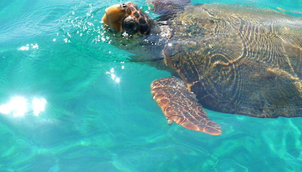 Crociera con avvistamento di tartarughe - Foto 4
