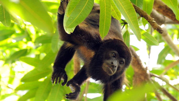 Rainforest Pacific Adventure Park - Photo 2