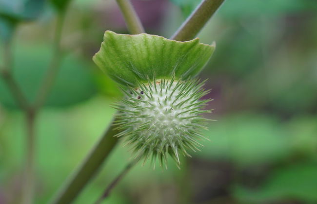 St. Kitts Rainforest Hiking Tour - Photo 6