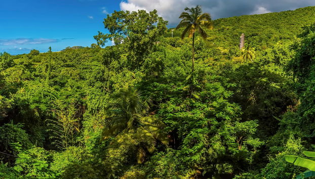 St. Kitts Rainforest Hiking Tour - Photo 2