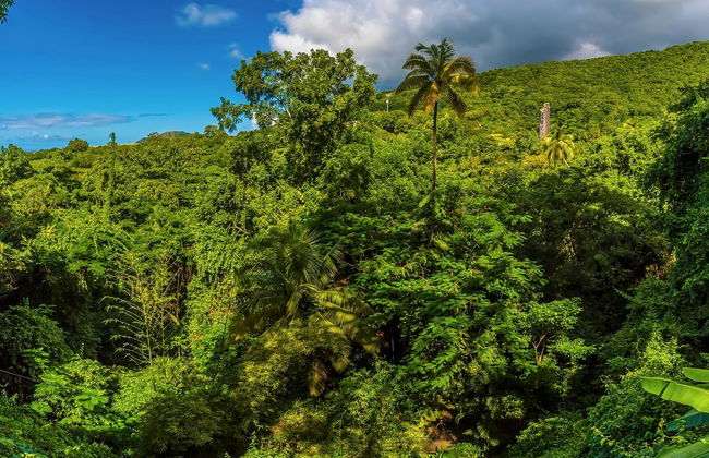 St. Kitts Rainforest Hiking Tour - Photo 2