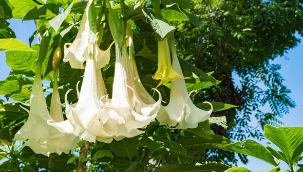 St. Kitts Rainforest Hiking Tour - Photo 5