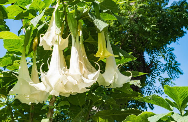 St. Kitts Rainforest Hiking Tour - Photo 5