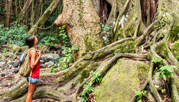 St. Kitts Rainforest Hiking Tour - Photo 4